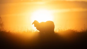 Das Motiv bleibt im Dunkeln