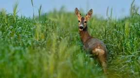 Bauer, lass die  Hecke stehen