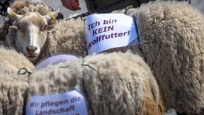 „Wir brauchen Weidetiere statt Wolfsreviere“
