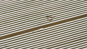 Spargel-Ernte läuft auf Hochtouren