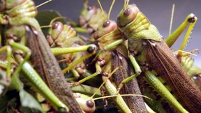 Gesellige Heuschrecken hören schlechter