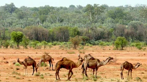 Scharfschützen gehen auf Kameljagd