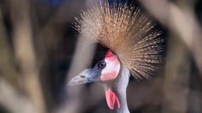 Kronenkranich ist Zootier des Jahres