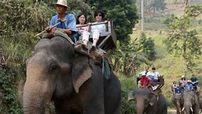 Elefant trampelt britischen Touristen zu Tode