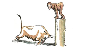 Affentheater um den Stier