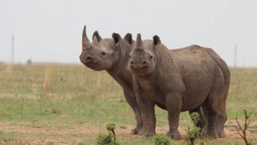 Zahl der Nashörner steigt erstmals seit einem Jahrzehnt wieder an