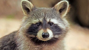 Studie untersucht erstmals Verbreitung von Waschbären