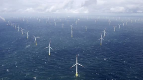 Offshore-Windparks vertreiben Sterntaucher