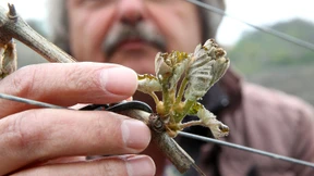 Teils erhebliche Frostschäden