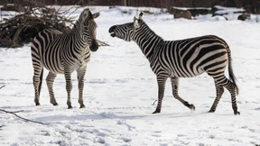 Zebras und Elefanten vor Schneekulisse