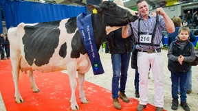Schönste Kuh wird in Verden gekürt