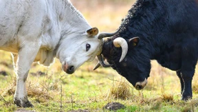 Horn oder nicht Horn?