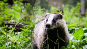 Dachsbauten legen Bahnstrecke jahrelang lahm