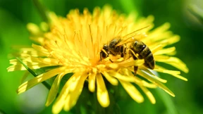 Von Bienen und Blumen