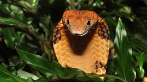 Zahl der bedrohten Tiere und Pflanzen steigt