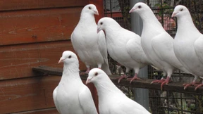  Am Schnabel  scheiden sich die Geister