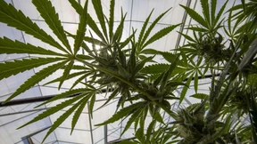 Anlagebetrug mit Cannabis?