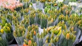 Auf die Zwiebel kommt es an