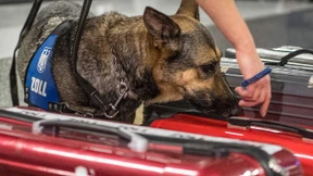 Kokain in Shampoo-Flaschen erschnüffelt