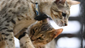 „Sie ist ein wildes Tier“