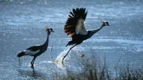 Auch der Mensch ist ihnen ein Beutegreifer