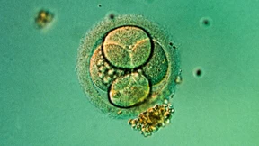 Warum beim Menschen die Jungfernzeugung nicht funktioniert