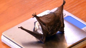 Fledermäuse aus dem Kühlschrank