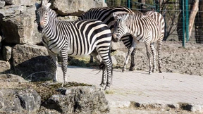 Die Zebras trotzen dem Frost