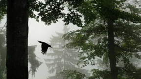 Die Französin läuft  immer am Baum vorbei