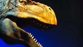  Überraschungsfund in Dino-Knochen