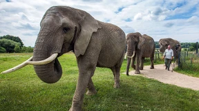Tierschützer mobilisieren gegen Elefanten bei Festspielen