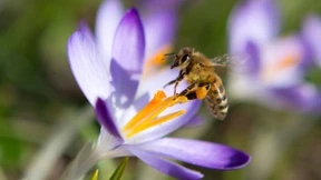 Pestizidverbot freut Imker und ärgert Bauern und Agrarindustrie