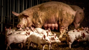 Wie hat es die Sau am liebsten?