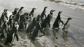 Sie sollen bitte weiter watscheln