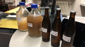 Wie schmeckte das erste Bier der Welt?