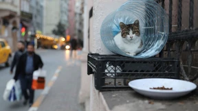 Eine tote Katze wird zum Politikum