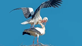 Gemeinsam einsam: Das einzige Storchenpaar in der Großstadt