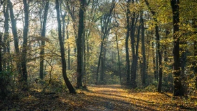 Mädchen bei mysteriösem Autounfall im Wald getötet