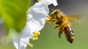 Grüne schwärmen für die Bienen