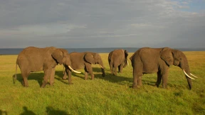 Die trügerische Gelassenheit des Hippopotamus