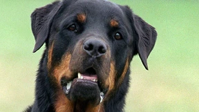 Neunjähriger von Rottweiler attackiert