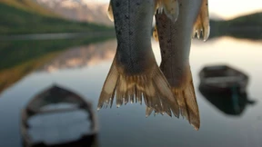 Angelschein und Sein