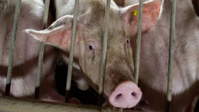 Wie kaputt ist das System der Schweinehaltung?