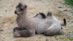 Sie machen Kamelen den Hof