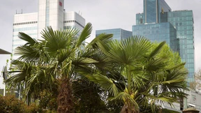 Der Kampf der Gärtner im „Nizza“