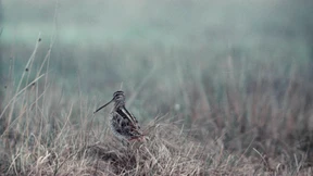 Wie eine Ziege am Himmel