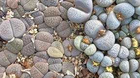 Lithops sehen aus wie kleine, runde Kiesel, sind aber Pflanzen