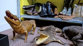 Die Schildkröte im Gepäck