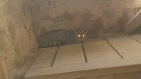 Wildkatze hält Wanderer in Schach