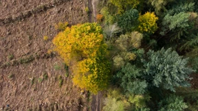 Die F.A.Z. forstet auf